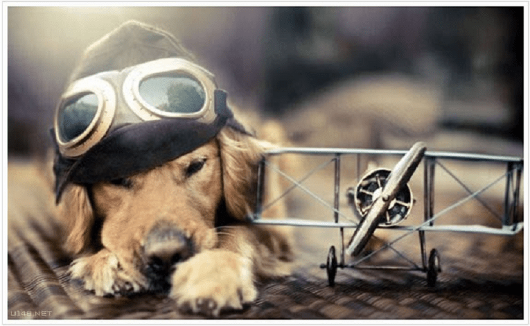 anh-nghe-thuat-cho-1_ecmz